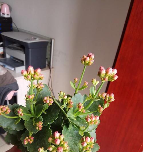 长寿花几月份开花（有关长寿花花期简介）