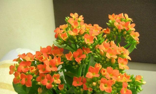 长寿花几月份开花（有关长寿花花期简介）
