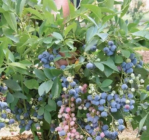 蓝莓种植需要什么条件（蓝莓的种植方法和技巧）