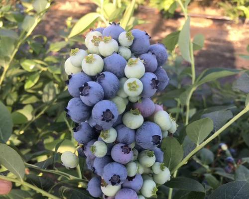 蓝莓种植需要什么条件（蓝莓的种植方法和技巧）