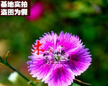 五彩石竹怎么种才能活（石竹花的养殖方法和注意事项）