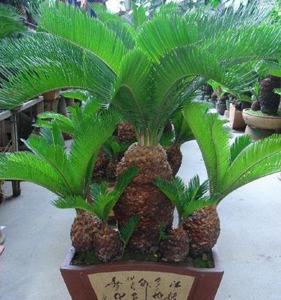 巴西铁树盆栽怎么养（盆栽巴西铁树的养殖方法）