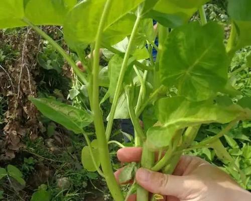 空心菜怎么管理高产（水培空心菜种植技术）