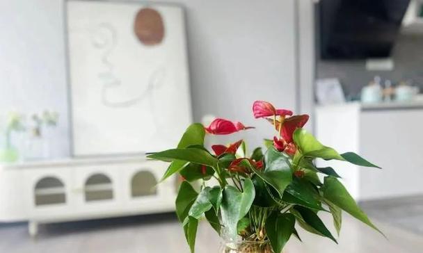 旺宅的小型植物有哪些（适合家养的植物大全）