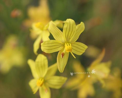 月光花什么时候开花（观赏月光花花期简介）