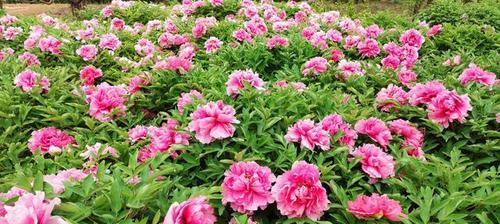牡丹花什么时候移栽（牡丹移栽的季节）