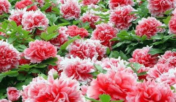 牡丹花什么时候移栽（牡丹移栽的季节）
