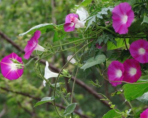 牵牛花的资料介绍（牵牛花的资料简介）