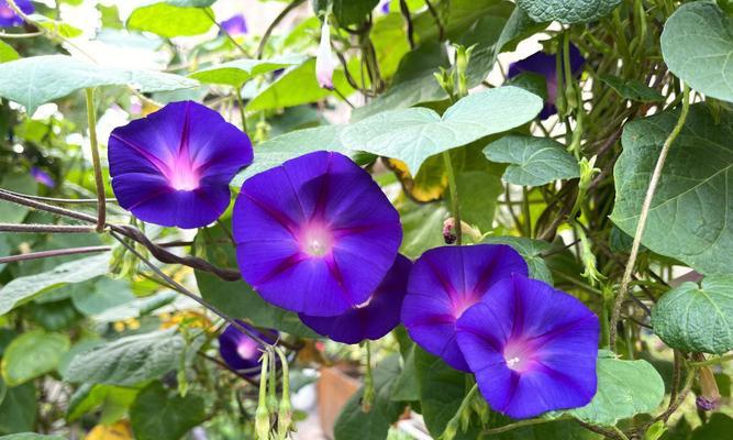 牵牛花的资料介绍（牵牛花的资料简介）