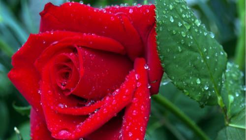 玫瑰的花语和象征意义（探索玫瑰花所传递的情感与象征）