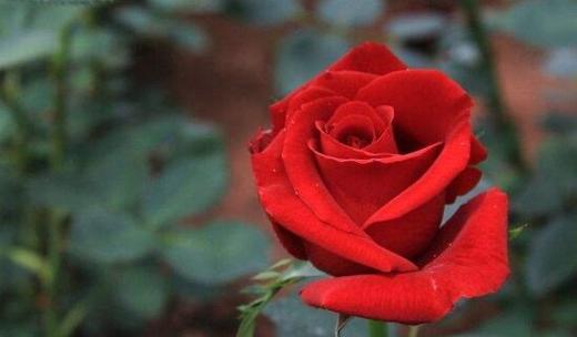 玫瑰的花语和象征意义（探索玫瑰花所传递的情感与象征）