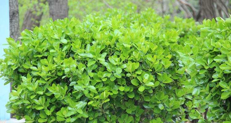 大叶黄杨怎么种植（教你种植大叶黄杨的妙招）