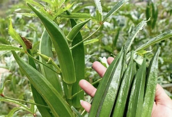 秋葵种子怎么催芽与种植（秋葵种植方法与时间）