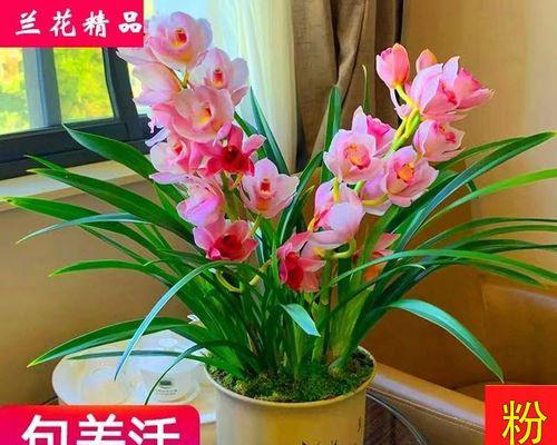 米兰花夏天怎么养护（米兰花夏季养护要点）