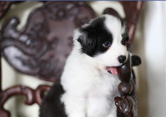 边境牧羊犬训练方法（训练边境牧羊犬）