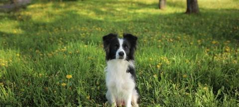 边境牧羊犬训练方法（训练边境牧羊犬）