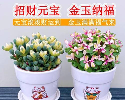 什么花好养又好看室内（适合家里养的花卉植物介绍）