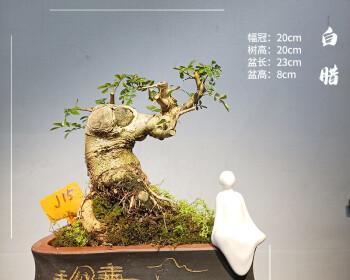 白蜡盆景干叶怎么办（有关白蜡盆景养护注意事项）