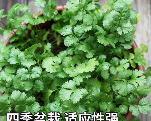 香菜怎么催芽比较快（种香菜快速催芽方法）