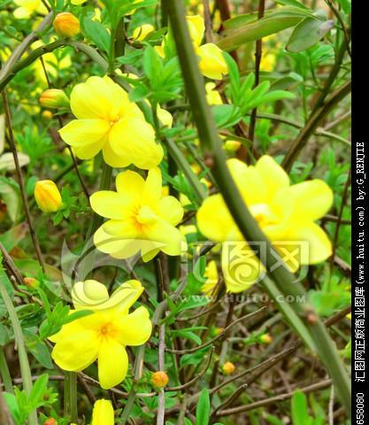 迎春花长什么样