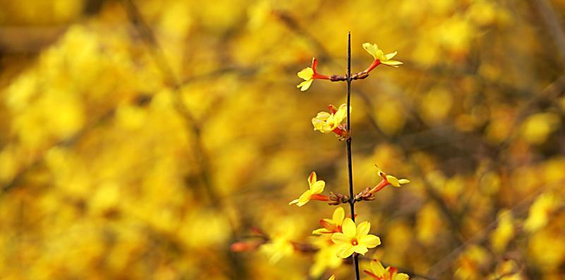 迎春花长什么样