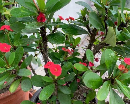 室内适合养的植物（为您的家增添自然之美）
