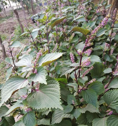 紫苏种子怎么种植（紫苏种子的种植方法及时间）