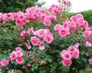 玫瑰花苗买回来怎么种（玫瑰的种植和养护技术）