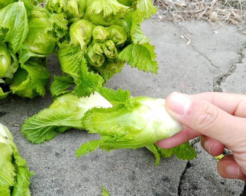 儿菜什么时候种植（儿菜种植方法及注意事项）