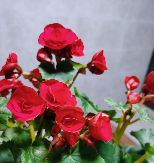 海棠花该如何养殖（海棠花的种植与养护）