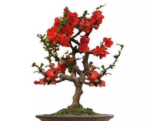 海棠花该如何养殖（海棠花的种植与养护）