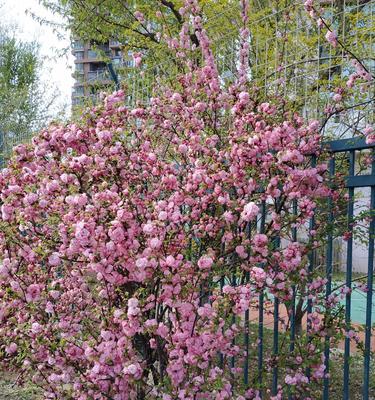 榆叶梅花期一般有多少天（有关榆叶梅的开花时间）