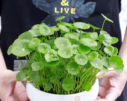 铜钱草的正确养法是什么（种植铜钱草的方法讲解）