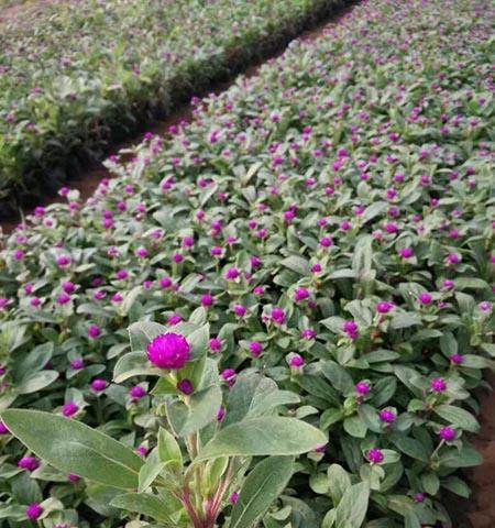 百日红种植方法和时间（百日红树盆景的养护知识）