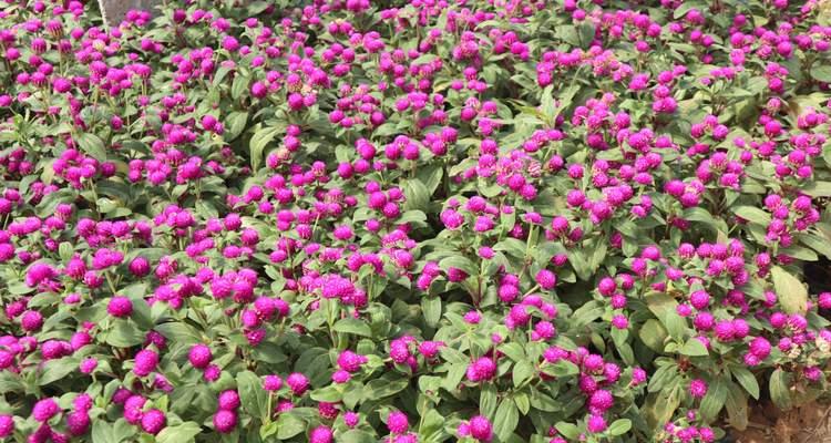 百日红种植方法和时间（百日红树盆景的养护知识）
