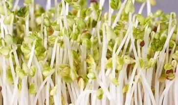 豆芽怎么发最快又好（种豆芽方法步骤）