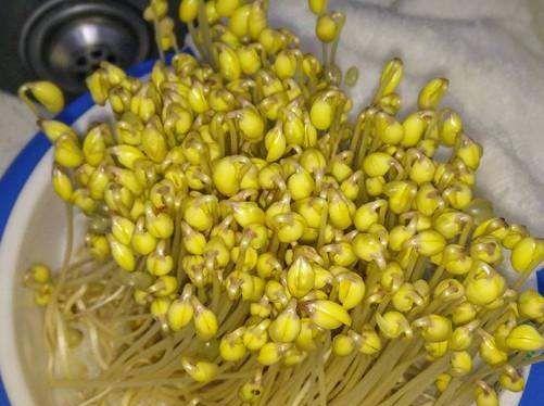 豆芽怎么发最快又好（种豆芽方法步骤）