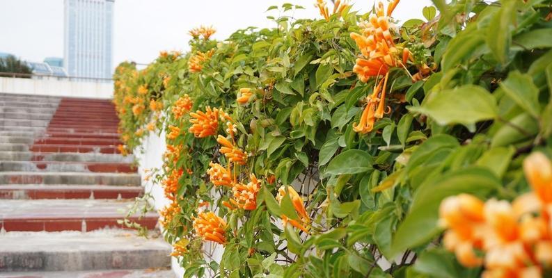 炮仗花花期是几月份（炮仗花观赏时间）