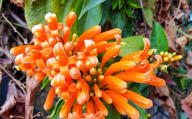 炮仗花花期是几月份（炮仗花观赏时间）