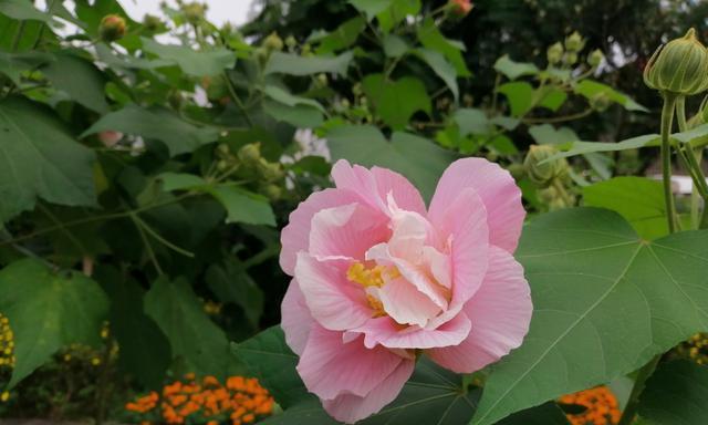 芙蓉花在什么季节开花（观赏芙蓉花花期简介）