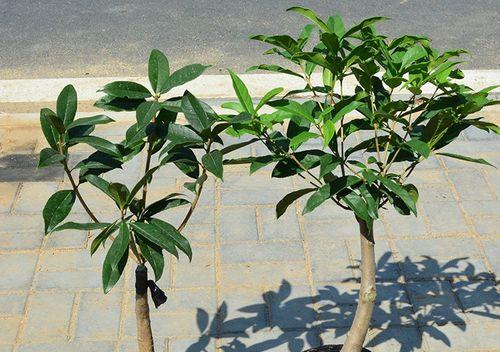 沉香如何种植技术（有关沉香种植技术及管理）