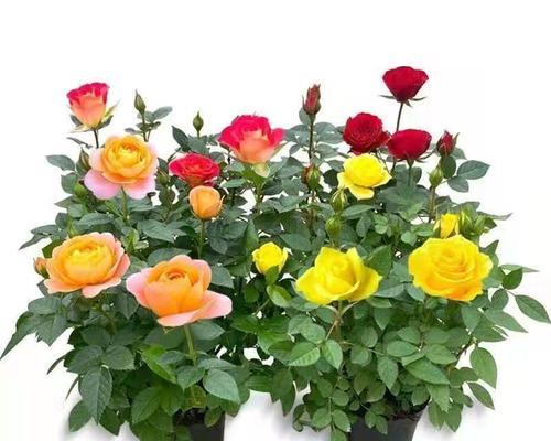 玫瑰花几月开花（观赏玫瑰花花期简介）