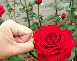 玫瑰花几月开花（观赏玫瑰花花期简介）