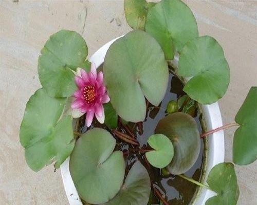 睡莲花怎么养（睡莲正确养法讲解）