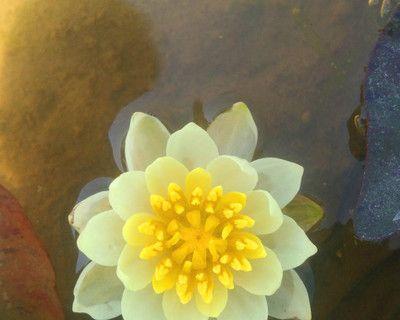 睡莲花怎么养（睡莲正确养法讲解）