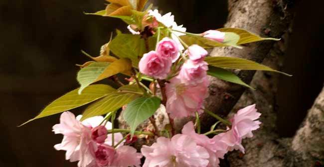 樱花树长什么样（樱花树开花的样子）