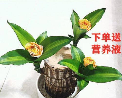 水养的花有哪些品种（适合水培的花卉推荐）