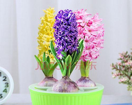 水养的花有哪些品种（适合水培的花卉推荐）