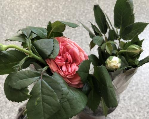 玫瑰花怎么养护（盆栽玫瑰花的养护知识）