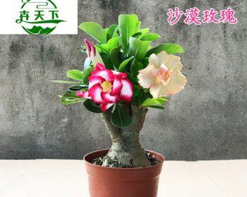 玫瑰花怎么养护（盆栽玫瑰花的养护知识）